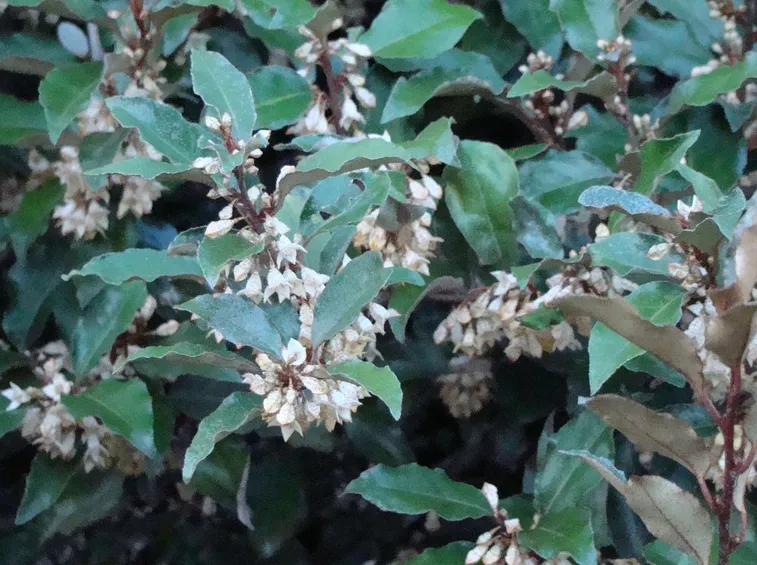 Eleagnus fiore