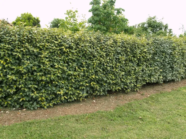 Siepe eleagnus