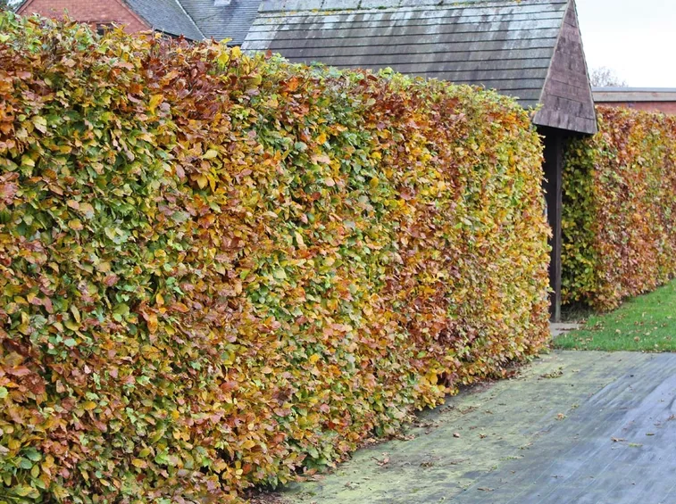 siepe di faggio in autunno