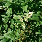 Ligustrum vulgare