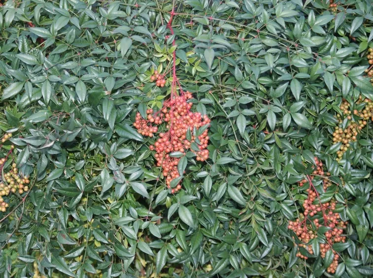 Siepe di nandina