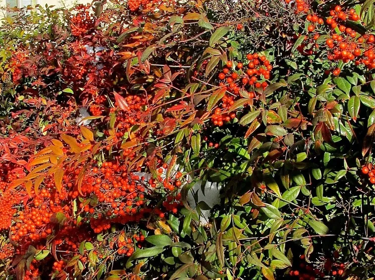 Nandina domestica