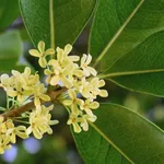 fiorellini di osmanthus fragrans