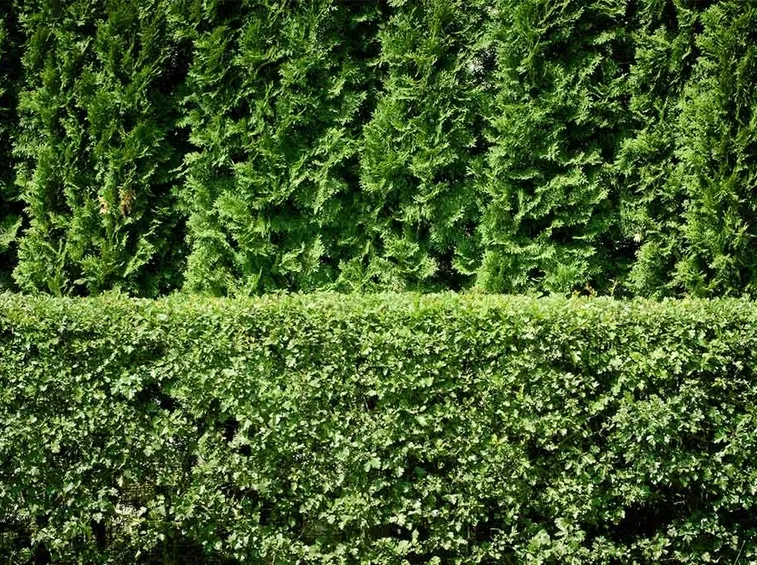 siepe di osmanthus