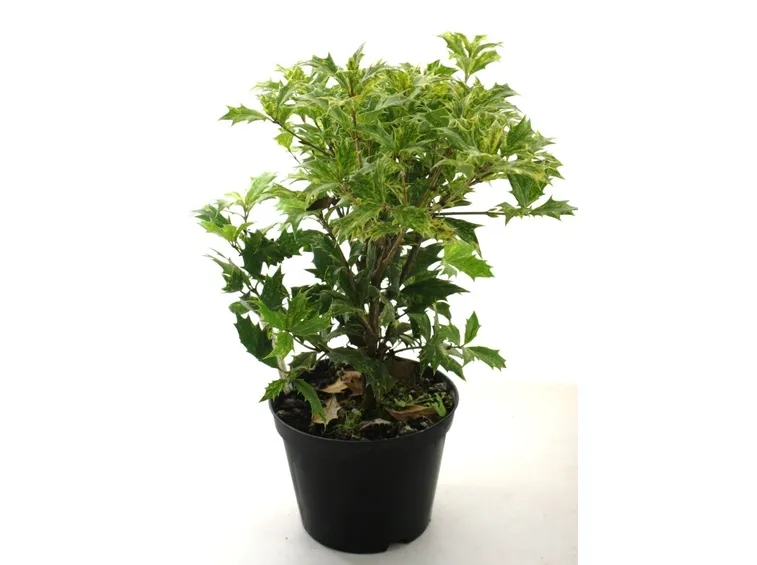 osmanthus in vaso