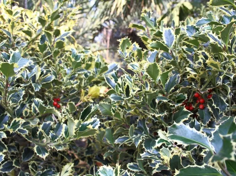 Siepe di agrifoglio variegato
