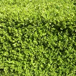 Fitta siepe sempreverde