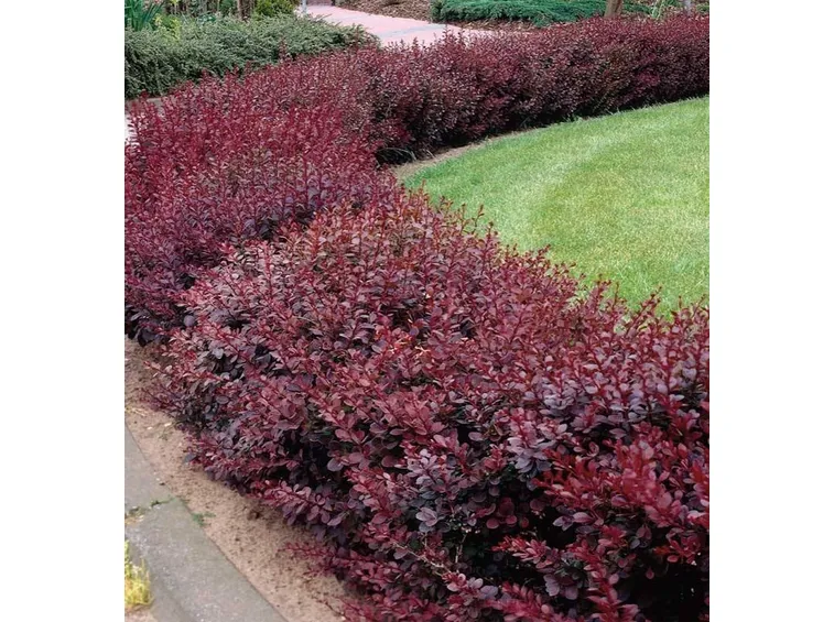 Siepe di berberis