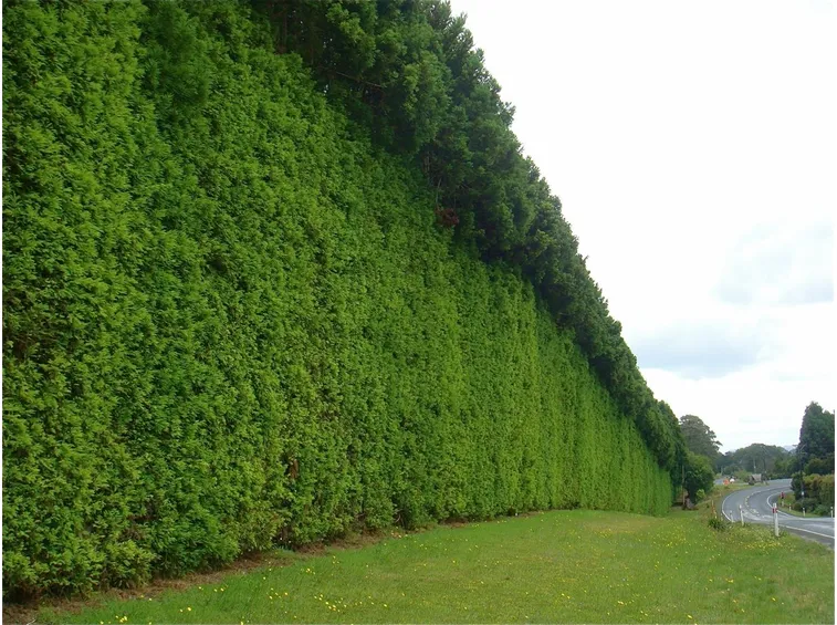 Pianta di cipresso affetta da cancro