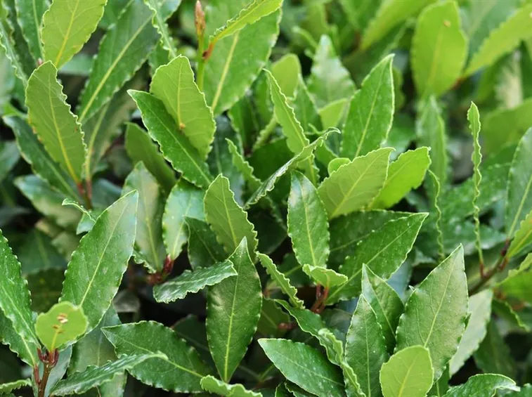 foglie di alloro