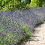 Siepe di lavanda