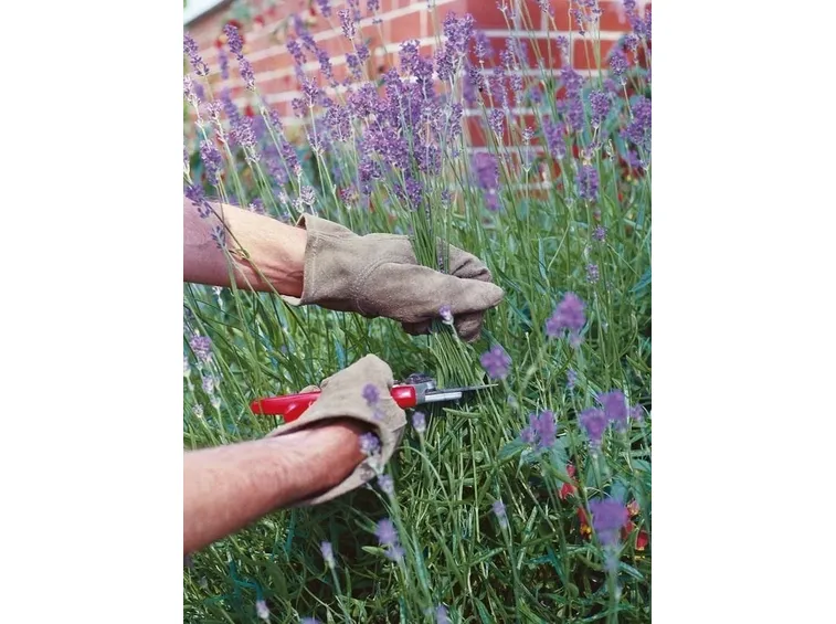 Potare la lavanda