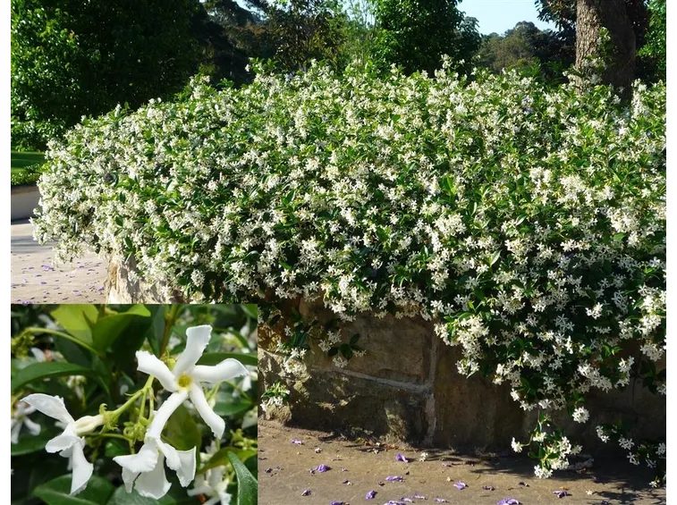 Fiori di gelsomino per siepe