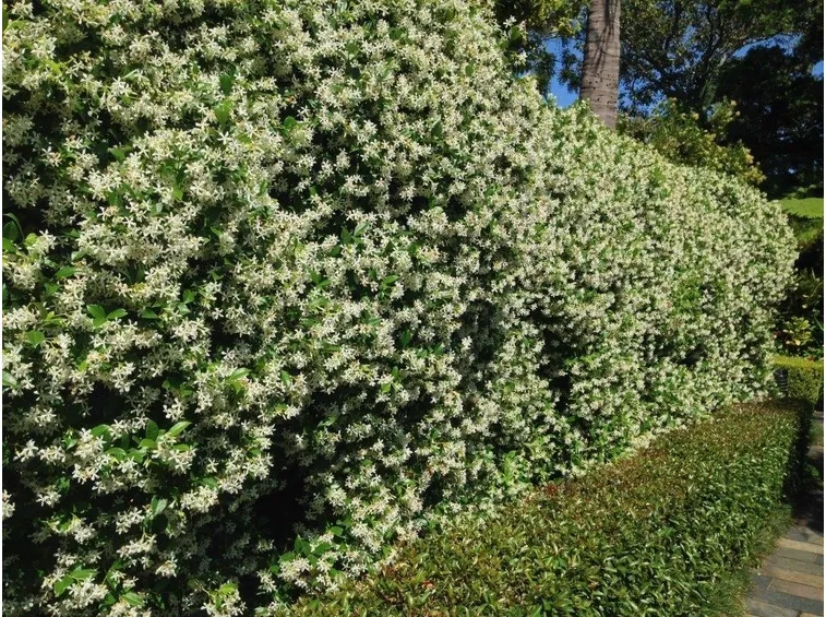 Siepe di gelsomino