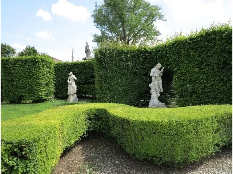 Con la siepe highlander si possono creare bordure e divisori per giardini