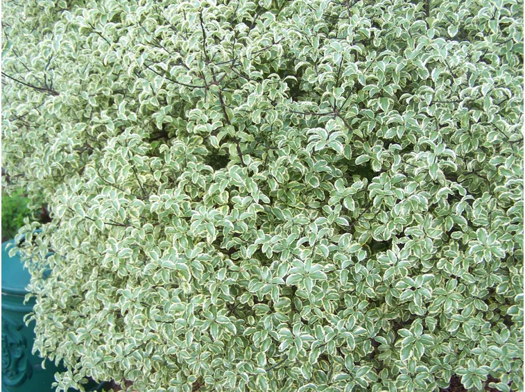 Pittosporum tobira
