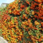 Siepe di pyracantha con bacche