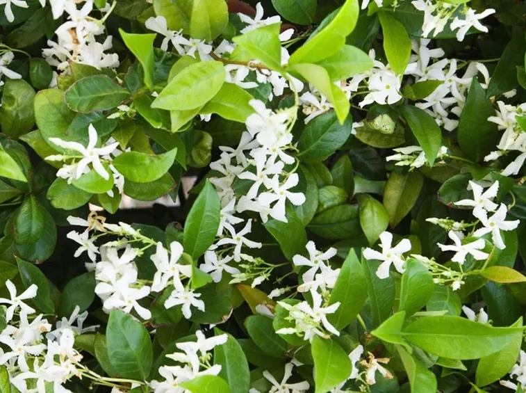 Trachelospermum jasminoides