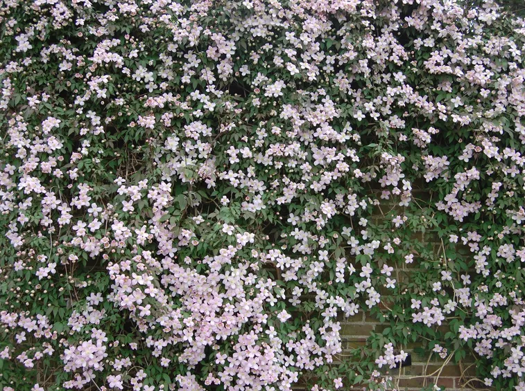 Fioritura di clematis montana
