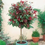 Albero singolo in vaso di Photinia Red Robin