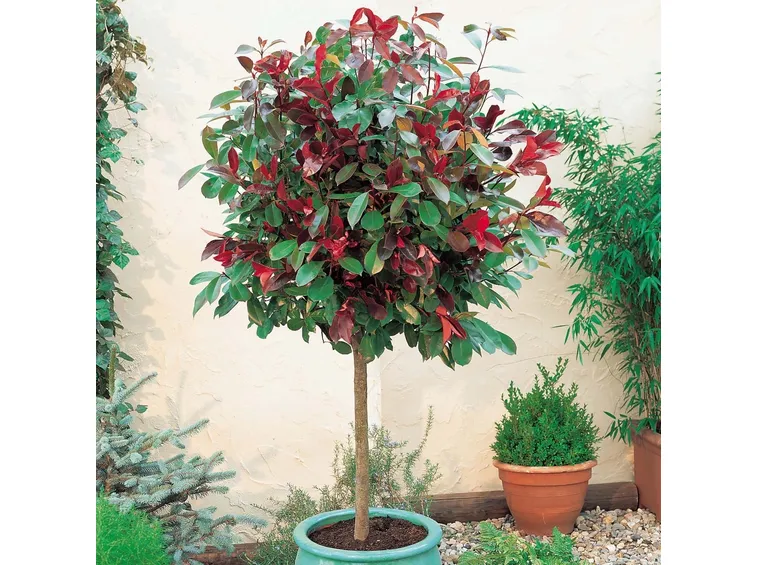 Albero singolo in vaso di Photinia Red Robin