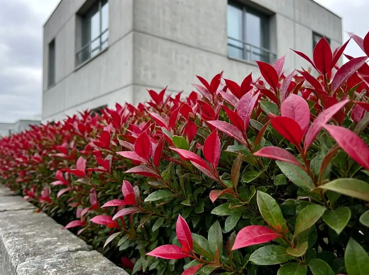 Siepe rossa di Photinia Red Robin
