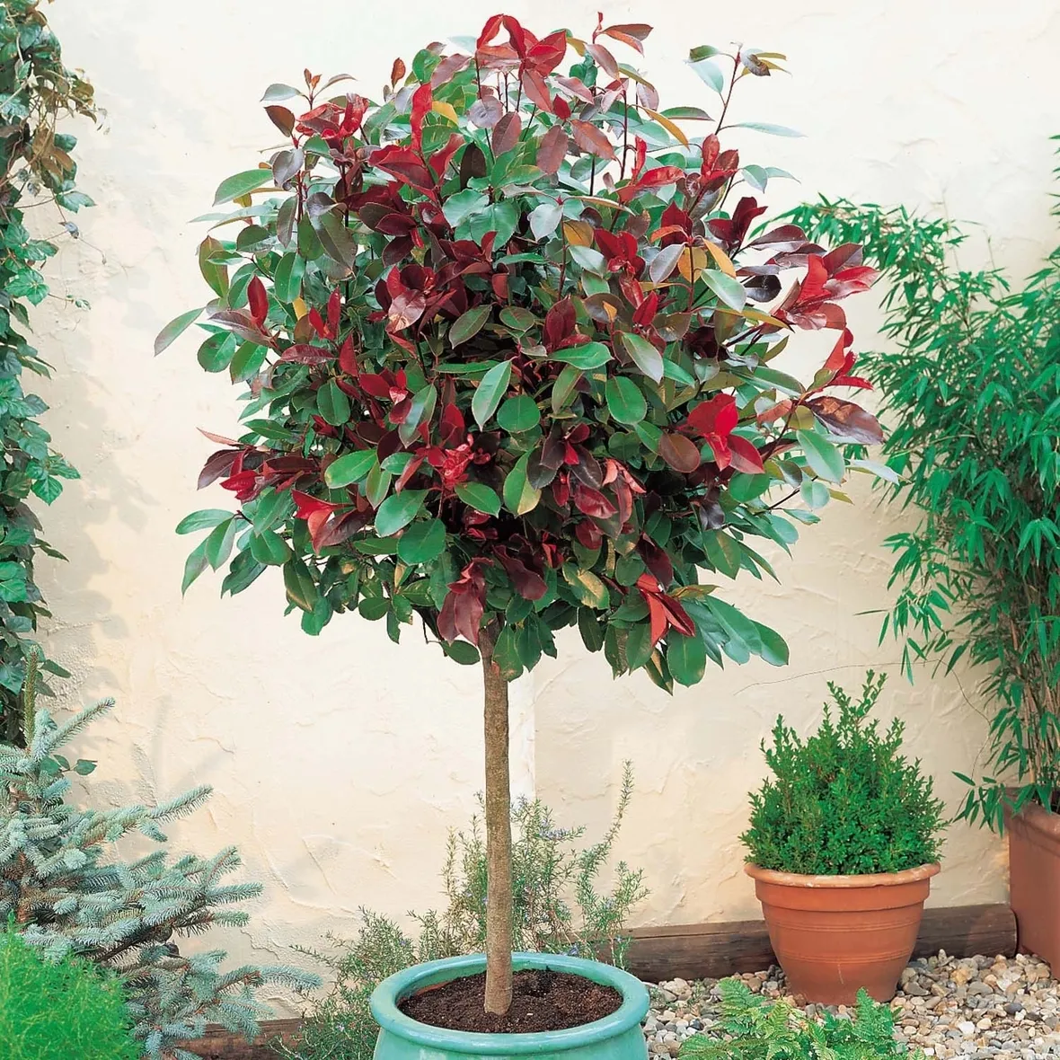 Albero singolo in vaso di Photinia Red Robin