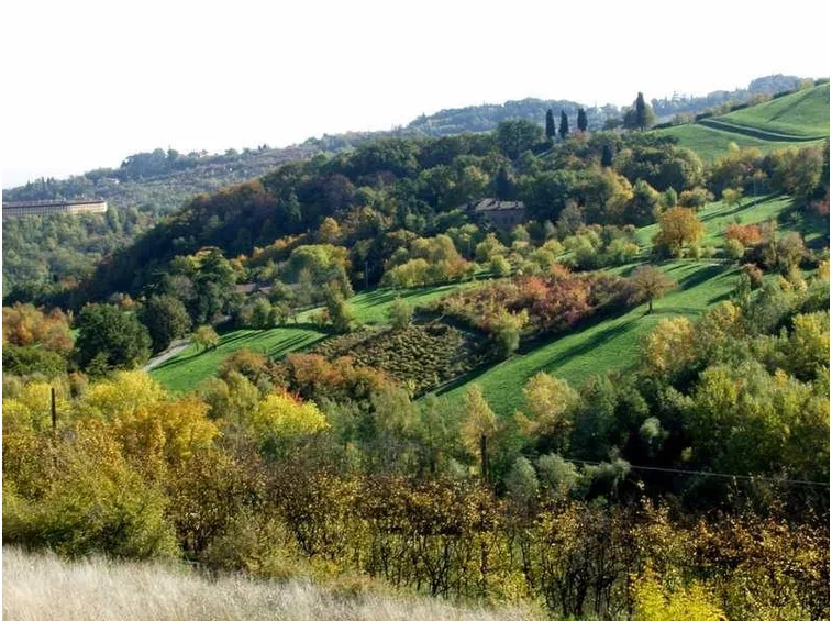 Siepi di latifoglie
