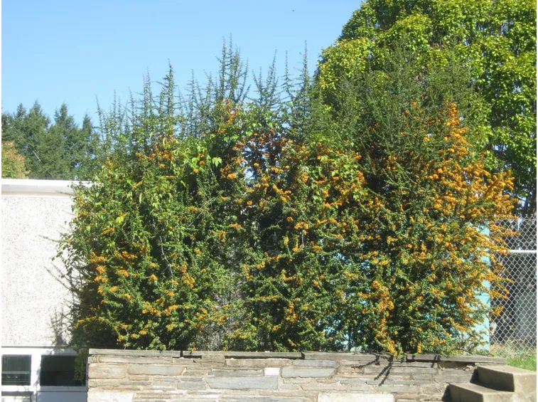 pyracantha