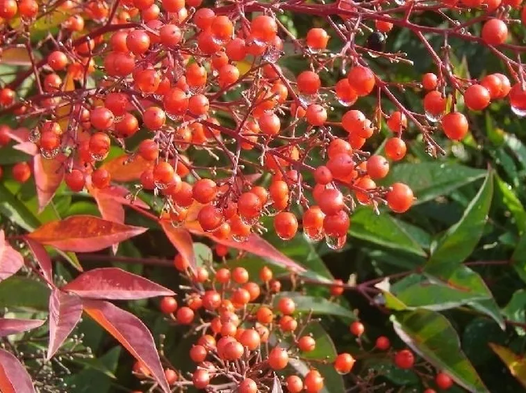 Nandina