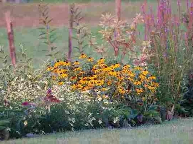 Siepe mista di fiori
