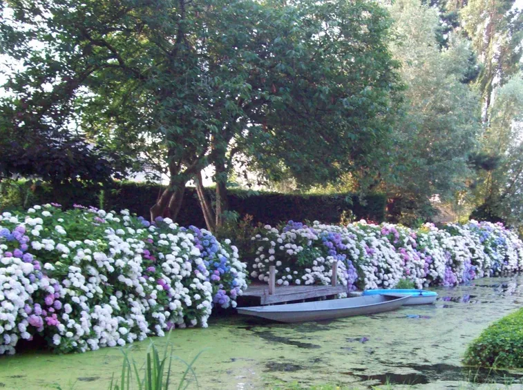 Una siepe di ortensie