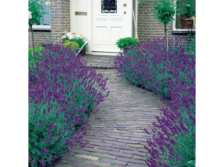 Una siepe di lavanda