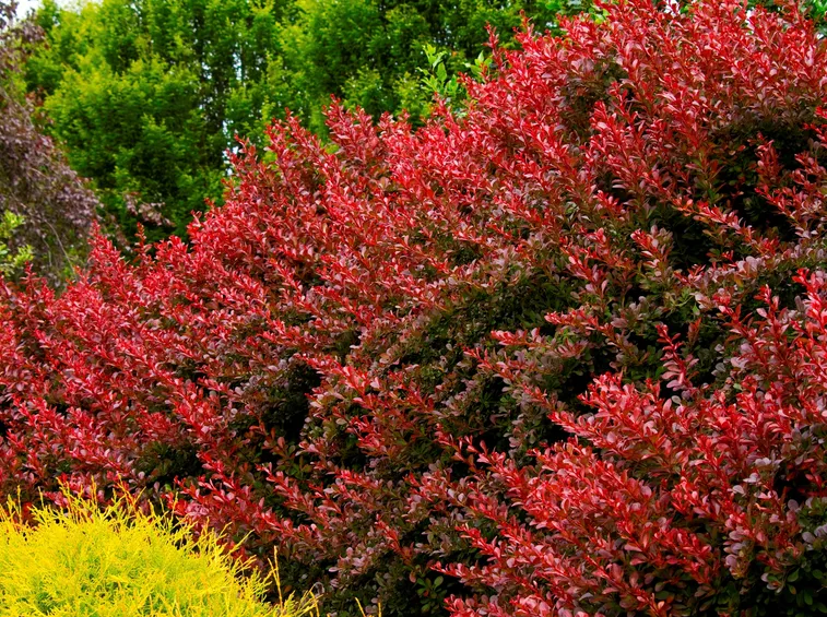 Siepe ornamentale colorata