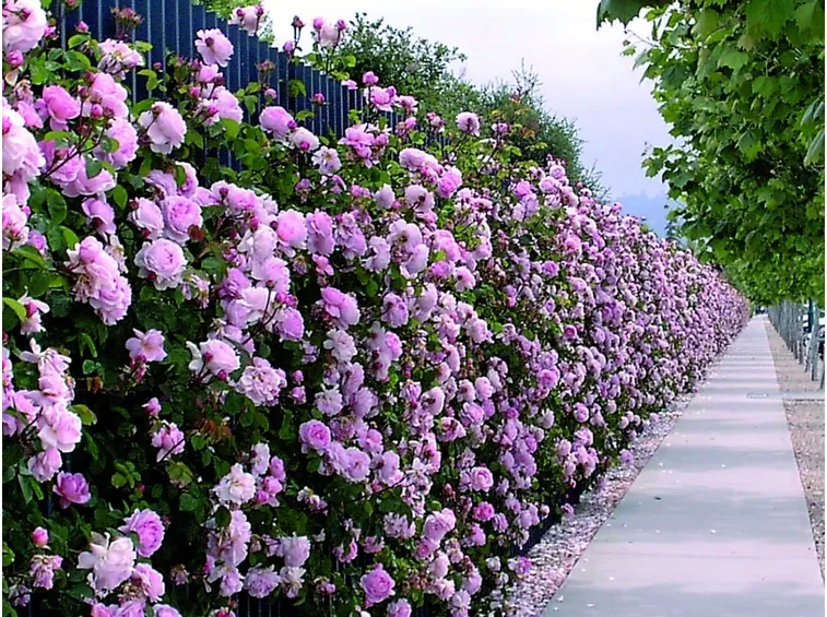 Siepe di rose