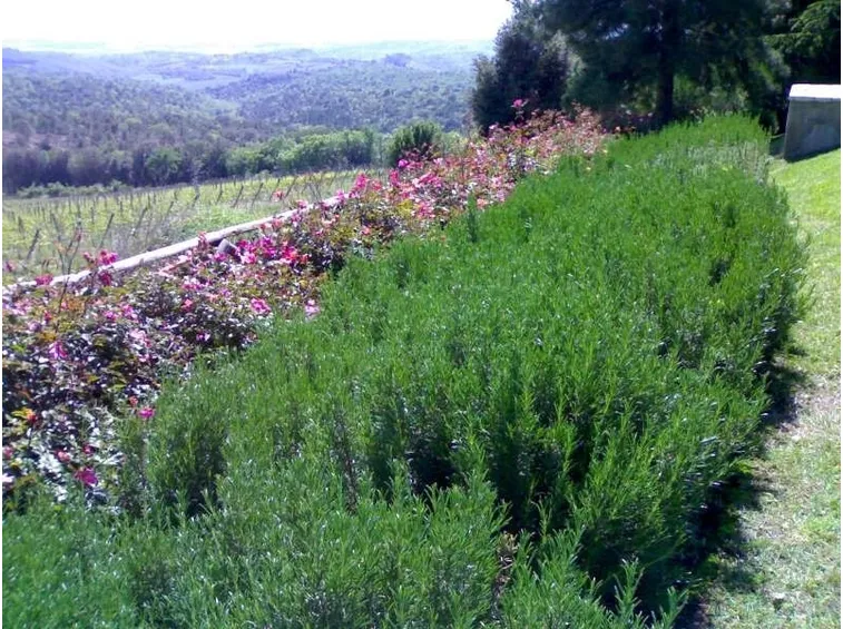 Siepe di rosmarino
