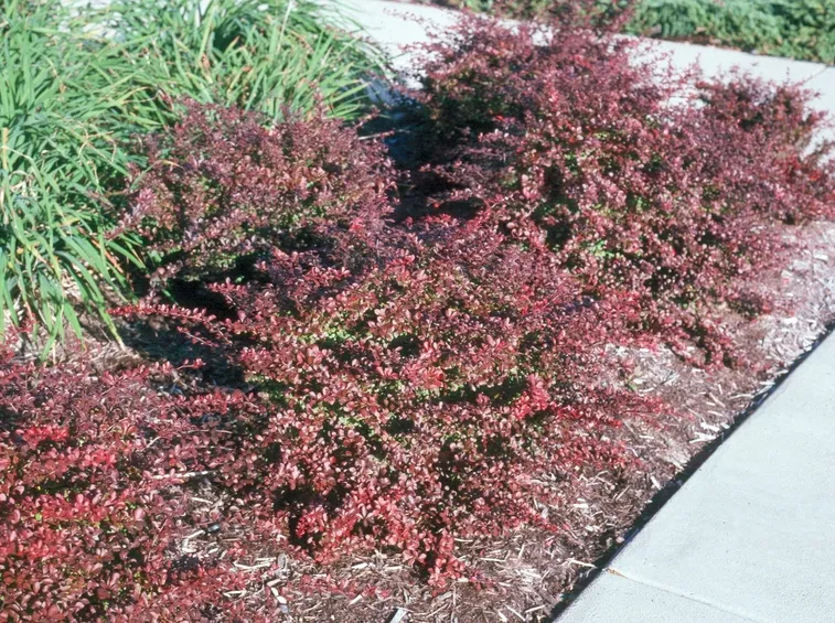 Berberis