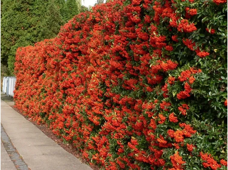 Pyracantha