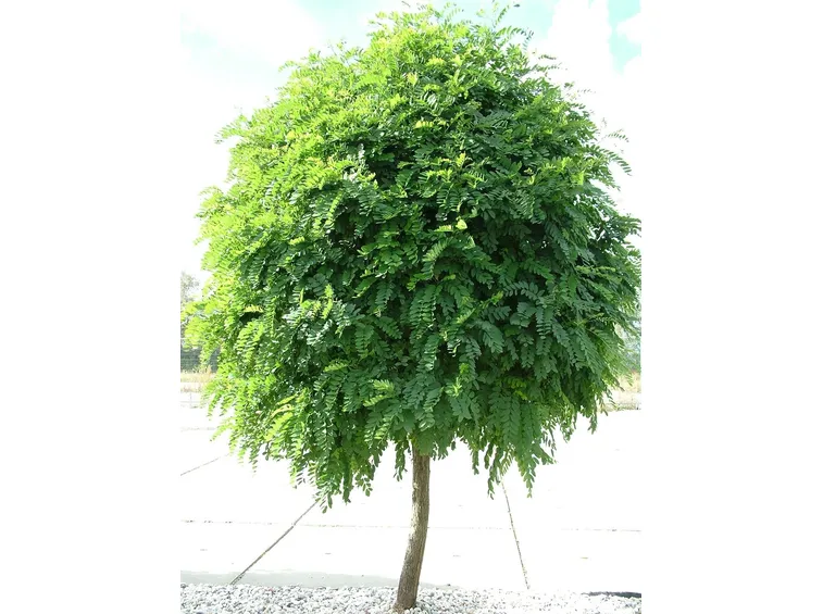 Robinia