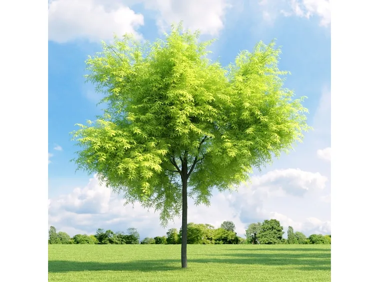 Gleditsia triacanthos