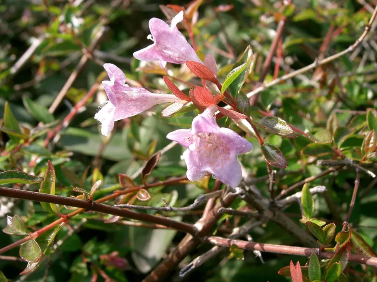 abelia