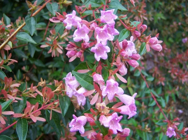 abelia