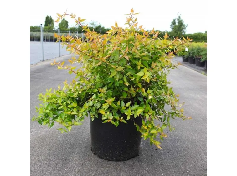 abelia pianta
