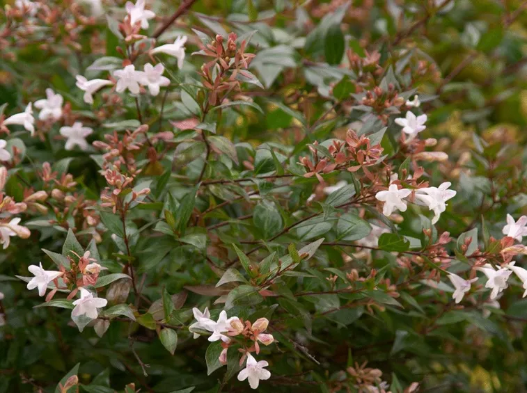 pianta di abelia