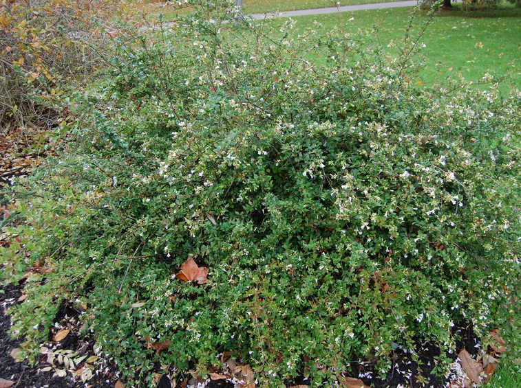 abelia 