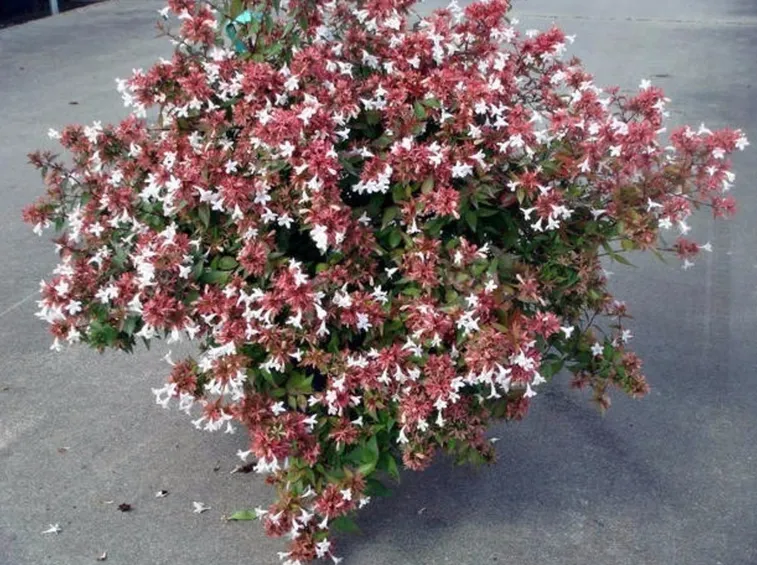 fiori abelia