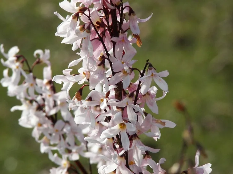 Abeliophyllum
