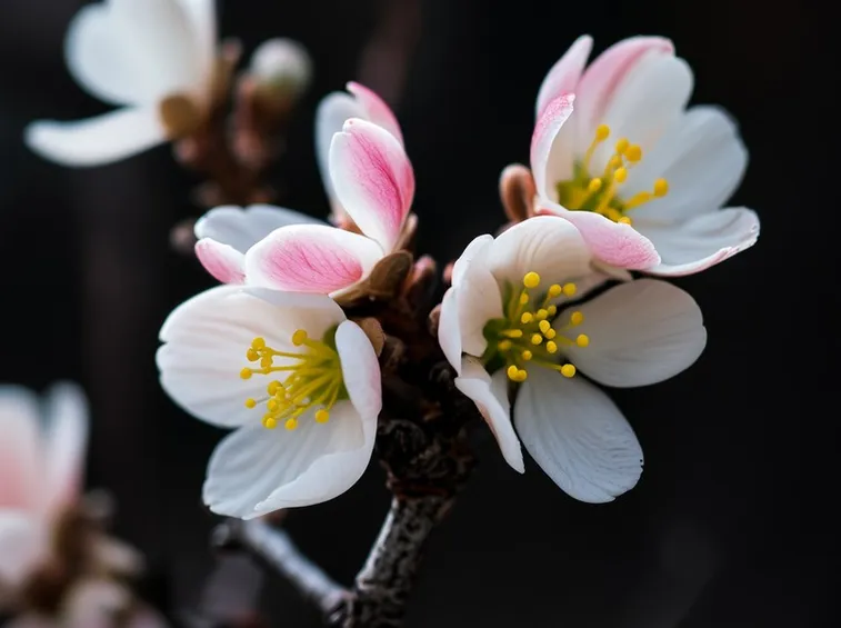 abeliophyllum distichum