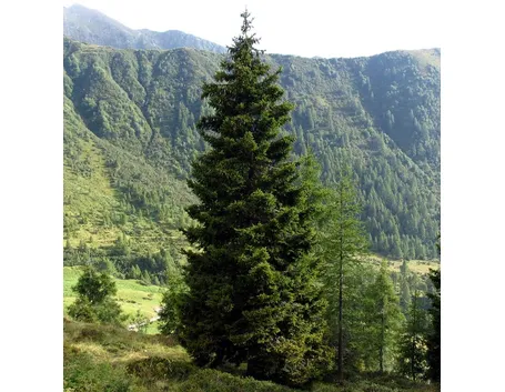 albero abies picea