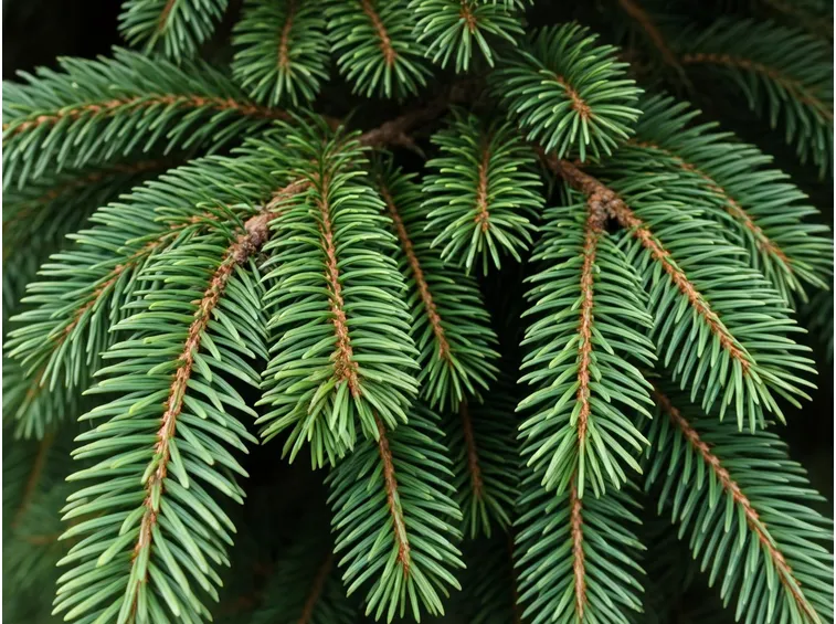 abies picea